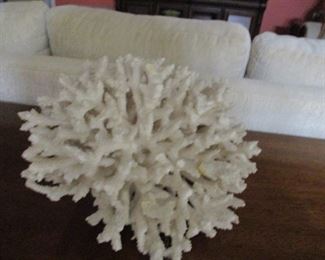 White coral head