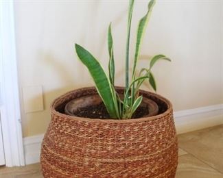 #8.  $45.00.  Plant in basket 14” h X 16” d