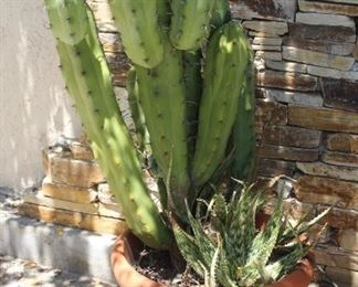 #41.  $70.00.  Cactus in pot 
