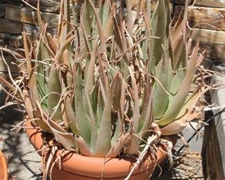 #43.  40.00.   Aloe Vera in pot 