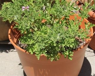 #44.  $40.00.  Plant with purple geraniums 