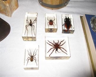 Collection of spiders and beetles in lucite