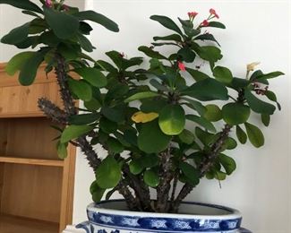 Chinese Oval Jardinere w/plant - $175