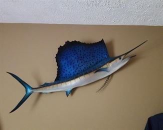 Sailfish