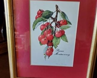 Watercolor Painting of Cherries by Beth Phillips