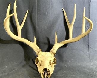 Large 11 Point Deer Skull w Antlers, Taxidermy