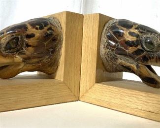 Oddity Pr Mounted Turtle Heads into Book Ends