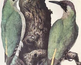 Offset Lithograph Woodpecker Audubon Harvart