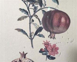Offset Lithograph of Pomegranates