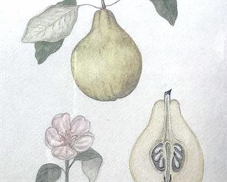 botanical print of pears, Paul Draper