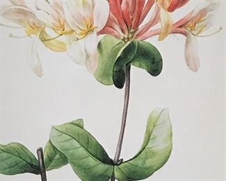 Still life Print of lilies