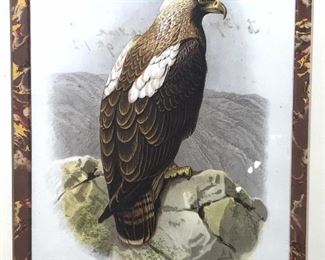 Printed illustration of an Imperial Eagle