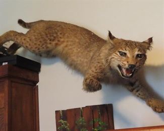Bobcat Mount