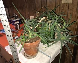 2 Aloe Plants $18.00 (pick up only)