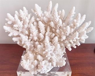 Coral 