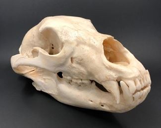 Bear Skull