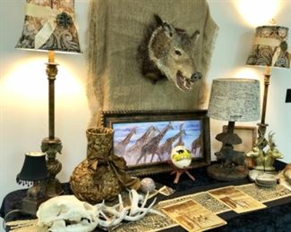 Javelina collared shoulder mount, real tusks