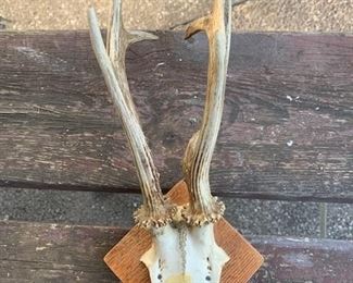 Small set of antlers on mount with hanger on back Vintage. $30