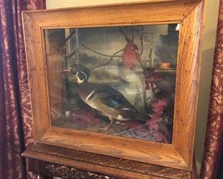25% off now 295 was $395 Vintage Mounted Wood Duck Diorama Shadow Box Display Box