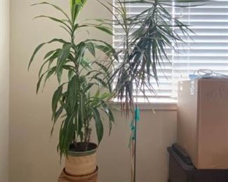 069 Two Tall House Plants 