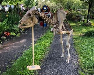 Unique, One of a Kind Sculpture, Cow Sculpture from Farm in PA. This Piece is Actual Cow Skeletal Bones $1950.00