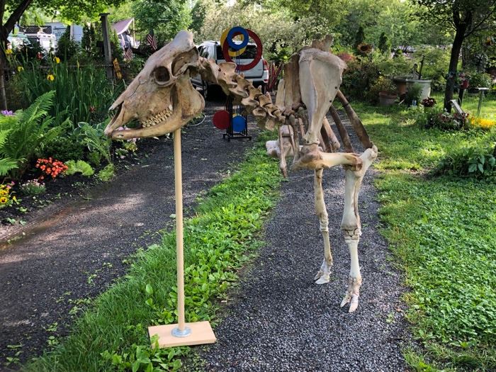 Unique, One of a Kind Sculpture, Cow Sculpture from Farm in PA.  This Piece is Actual Cow Skeletal Bones $1950.00