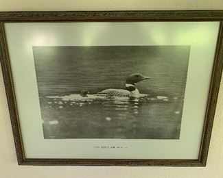 A-1.      PENDING PAYMENT    $60
Pair Hobart V. Roberts, 1911
Baby Loons And Mother
The Great Northern Loon
26”x20”
