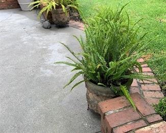 Two potted ferns