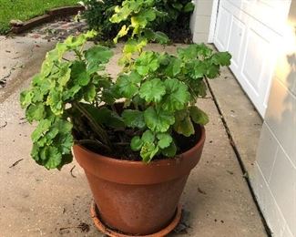 Large potted geranium