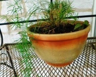 $15.  GLAZED POT WITH LIVE FERN.