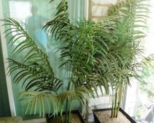 $10 EACH.  2 FAUX PLANTS IN PLANTERS