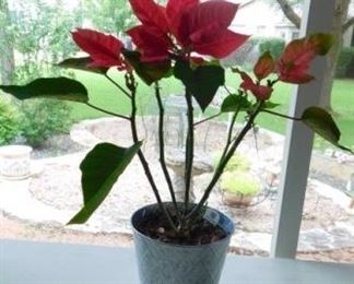 $10.  LIVE POINSETTIA PLANT