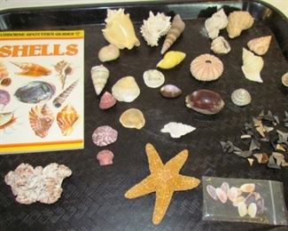 Auction #12 .... a seashell collection, with collector's guide and sharks' teeth.  Min. bid: $1