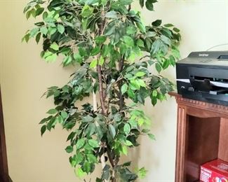 Ficus Tree