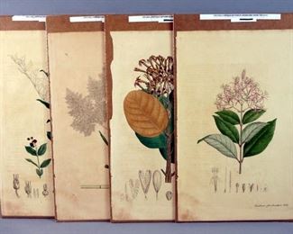 Large Original Hand Colored Botanical Lithographs, Circa 1820s, Qty 4