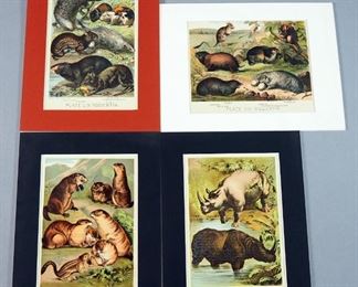 Antique Matted Animal Prints By Henry J. Johnson, Color Lithography, Printed In 1880, Qty 4