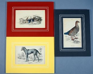 Antique Matted "Lizar's" Animal/Bird Hand Colored Engraved Prints Circa 1840s, Qty 3