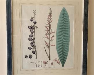 $525each  Wm Roscoe original hand colored lithograph "A" from   "Monandrian Plants with the Order Scitaminae", 1828.  Liverpool. Matted and framed in hand finished green and white painted frames.  Approx 25" x 29".  Only 150 copies of this book produced.