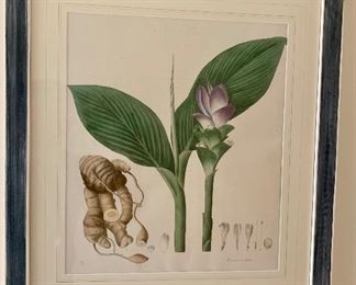 $525ea Wm Roscoe original hand colored lithograph "C" from "Monandrian Plants with the Order Scitaminae", 1828.  Liverpool. Matted and framed in hand finished green and white painted frames.  Approx 25" x 29".  Only 150 copies of this book produced.