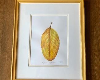 $275 Original framed watercolor, "Magnolia Virginiana" by Clarissa Bonde (UK artist) 18.5"H x 15.5"W