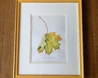 $275 Original framed watercolor "Acer Saccharum" by Clarissa Bonde (UK artist) 18.5"H x 15.5"W