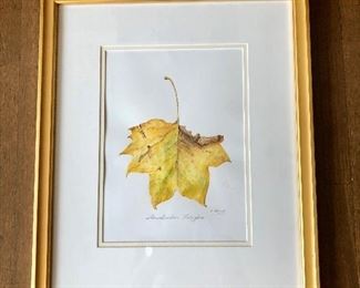 $275 Original watercolor "Liriodendron Tulipfera" by Clarissa Bonde (UK artist) 18.5"H x 15.5"W