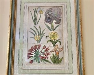 Detail:  One of two John Hill hand colored botanical (24.5"H x 18"W)