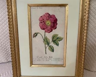$140  "Double Velvet Rofe" botanical 13.5"H x 10"W