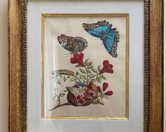 $475 Maria Sybilla Merian (German 1647-1717) Framed and matted.  21.5"H x 19.5"W  (unsigned)
