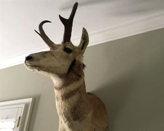 $350 Antilope head