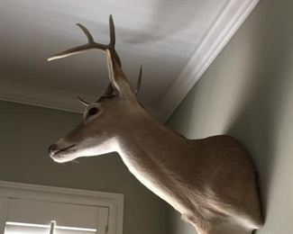 $195 Deer head 