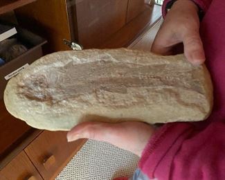 Fossil fish