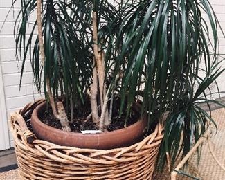 58” Dragon plant in basket