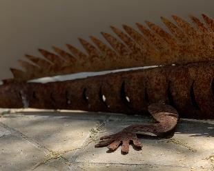 Rustic Metal Lizard Yard Art	5x9x24in	HxWxD	AH129